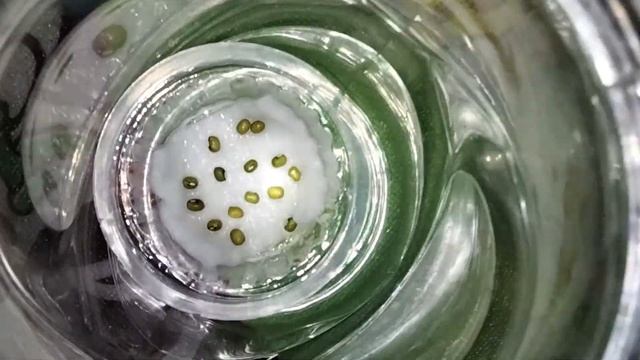 PRAKTIKUM HORMON ETILEN смотреть онлайн