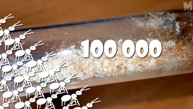 [Mrówki/Opis Gatunkowy] Pół-ogniste faraonki - opis gatunkowy Solenopsis fugax (Mrówka złodziejka) смотреть онлайн