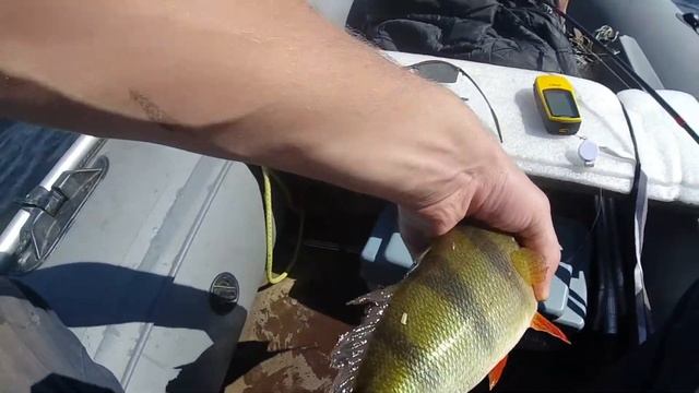 ОКУНИЩУ ЗААРКАНИЛ. Рыбалка. 2021. Спиннинг смотреть онлайн