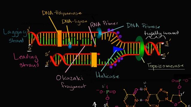 Leading and lagging strands in DNA replication | MCAT | Khan Academy смотреть онлайн