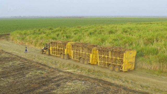 How To Harvest Billions Tons Of Sugarcane To Produce Sugar - Sugarcane Cultivation @HappyFarm85