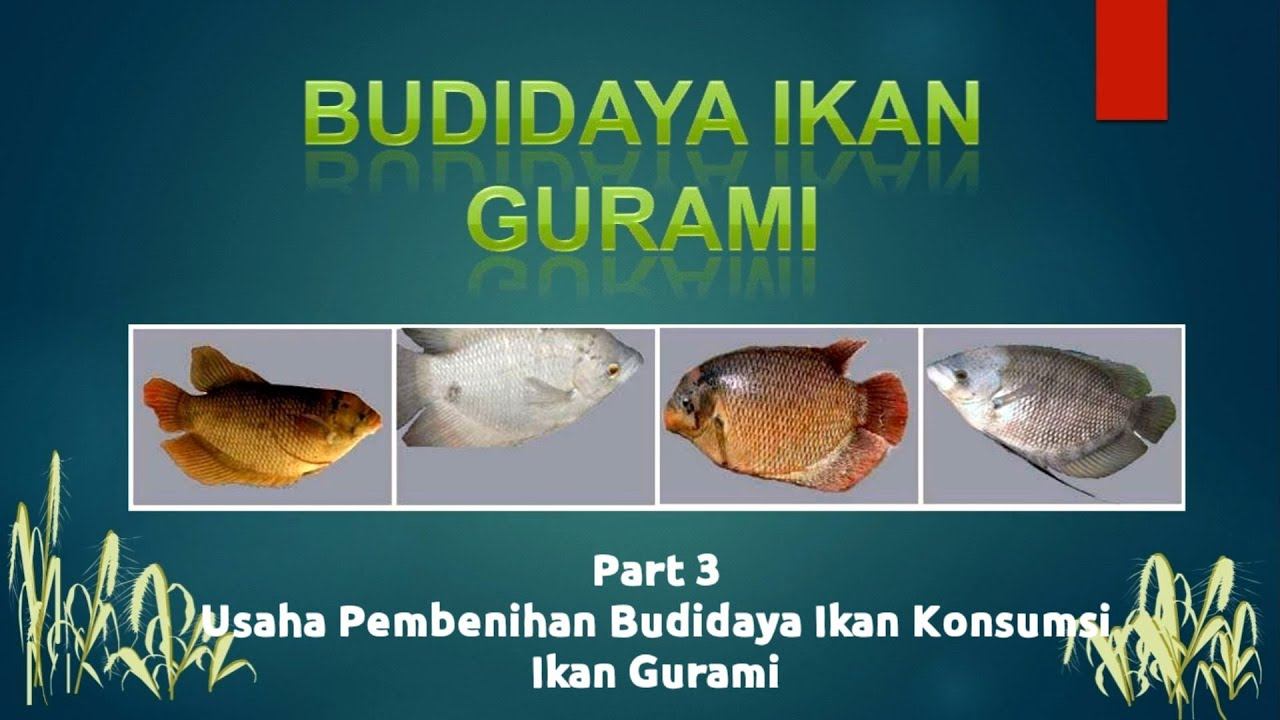 Part 4 Usaha Budidaya Pembenihan Ikan Konsumsi Air Tawar Materi : Ikan Gurami смотреть онлайн