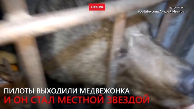 Весна пришла, Мансур проснулся! смотреть онлайн