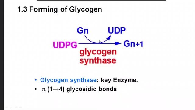 pentose phosphate pathway | carbohydrate metabolism | glycogenesis and catabolism смотреть онлайн