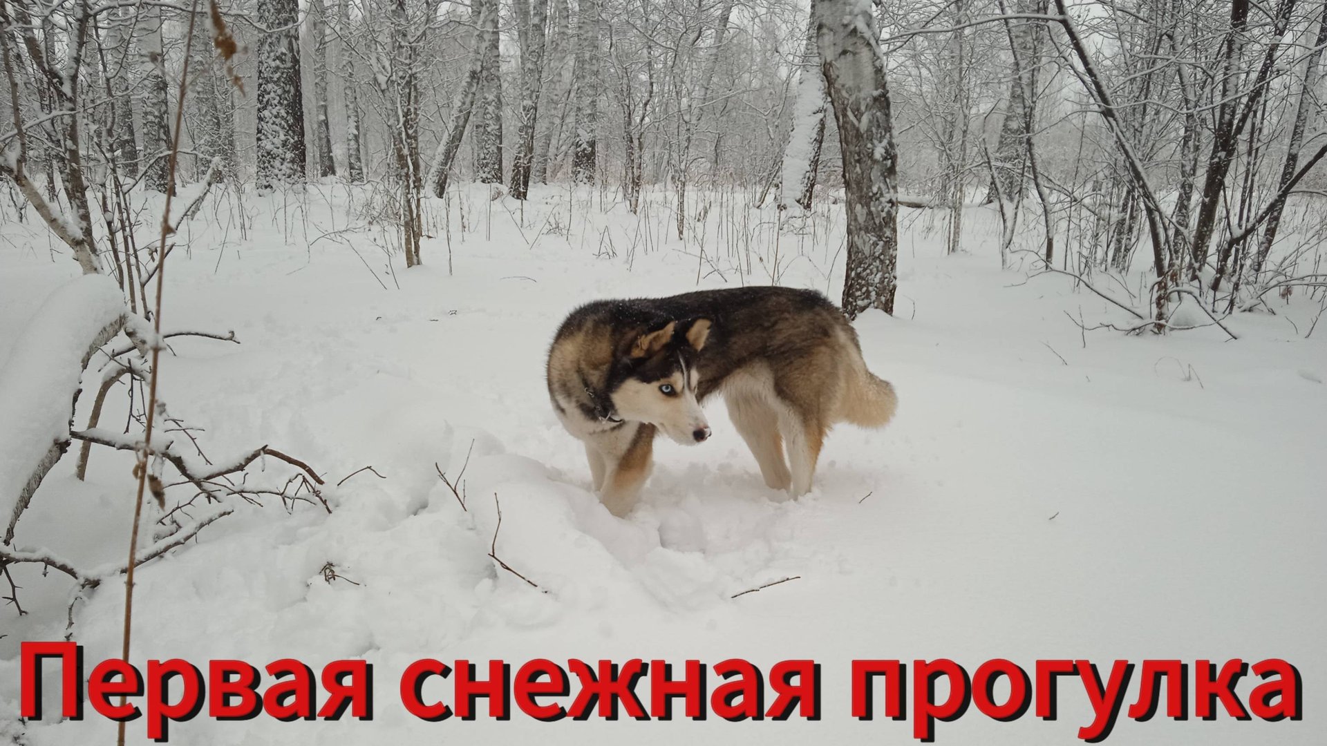 Отличная прогулка в лесу по первому снег с Хасей смотреть онлайн