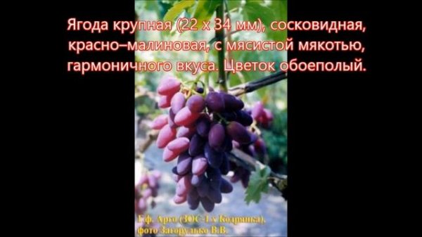 Виноград АРГО