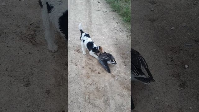 Охота на гуся Притравка фокстерьера на гуся