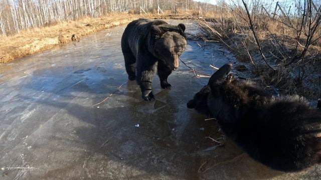 Тащим медведя.