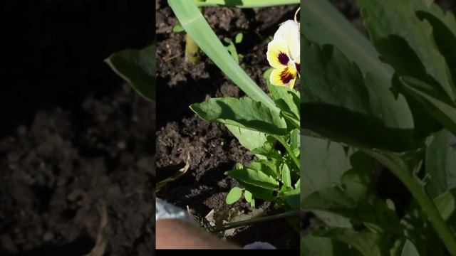 Как с пользой использовать место вдоль дорожки смотреть онлайн