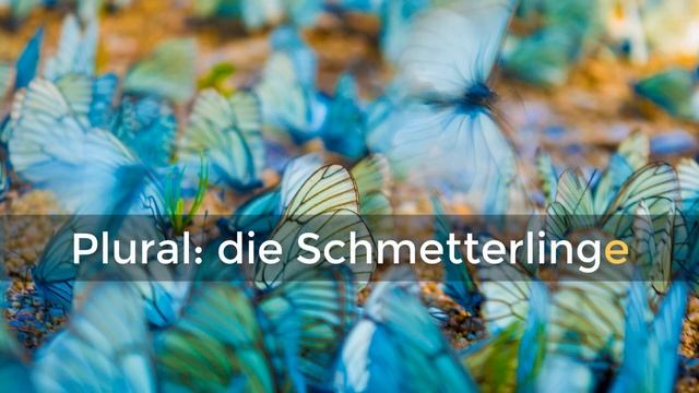 WÖRTERBUCH DEUTSCH: Schmetterling ⭐⭐⭐⭐⭐ Deutsch mit Untertiteln смотреть онлайн