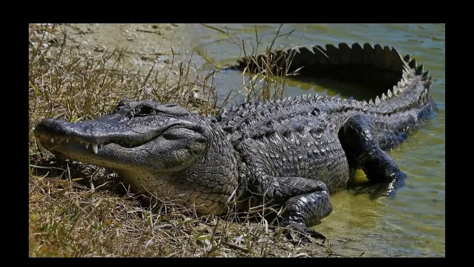 Крокодилы Гиганты, Которых Удалось Заснять на Камеру - смотреть онлайн
