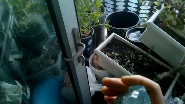 Life function process (rough summary dialog ) смотреть онлайн