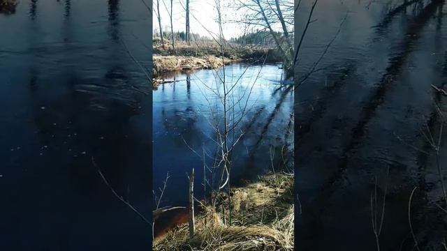 Beaver work #beavers #work #spring #river #builder смотреть онлайн
