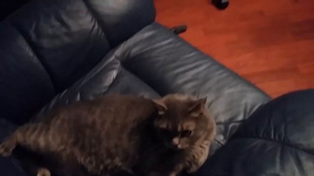 Диалог с кошкой смотреть онлайн