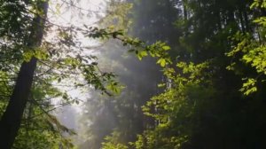 Holid ibn Volid sahobalar hayotl. Abdulloh domla. Холид ибн Волид сахобалар хаёти. Абдуллох домла