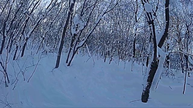 Куш-тау в лесу. 17.01.17. Камера заднего вида. смотреть онлайн
