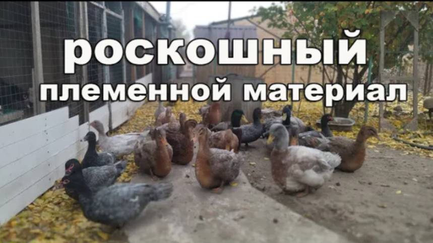 ВСЁ О РУАНСКИХ УТКАХ Описание породы, характеристики. Почему я в них влюбилась. Руанские Утки смотреть онлайн