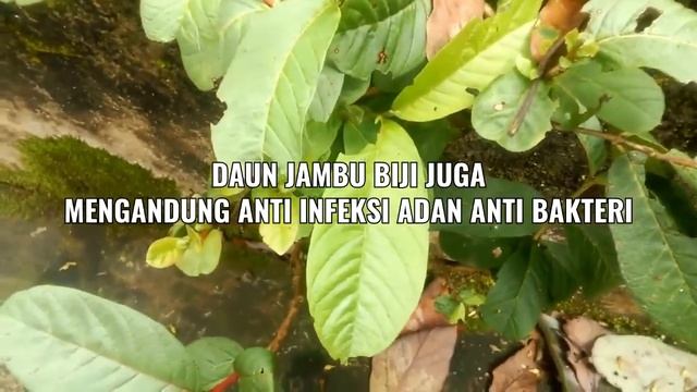 Lima Tanaman Obat Herbal Dilingkungan Sekitar Kita смотреть онлайн