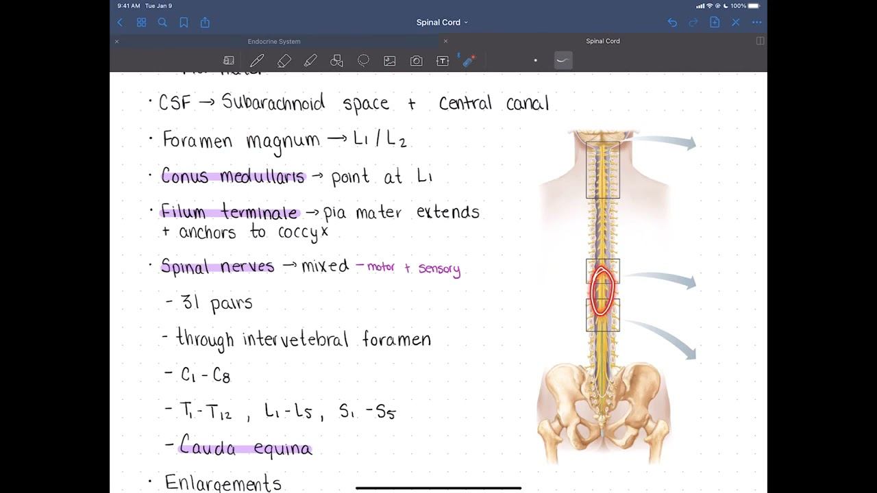 The Spinal Cord Part 1 смотреть онлайн