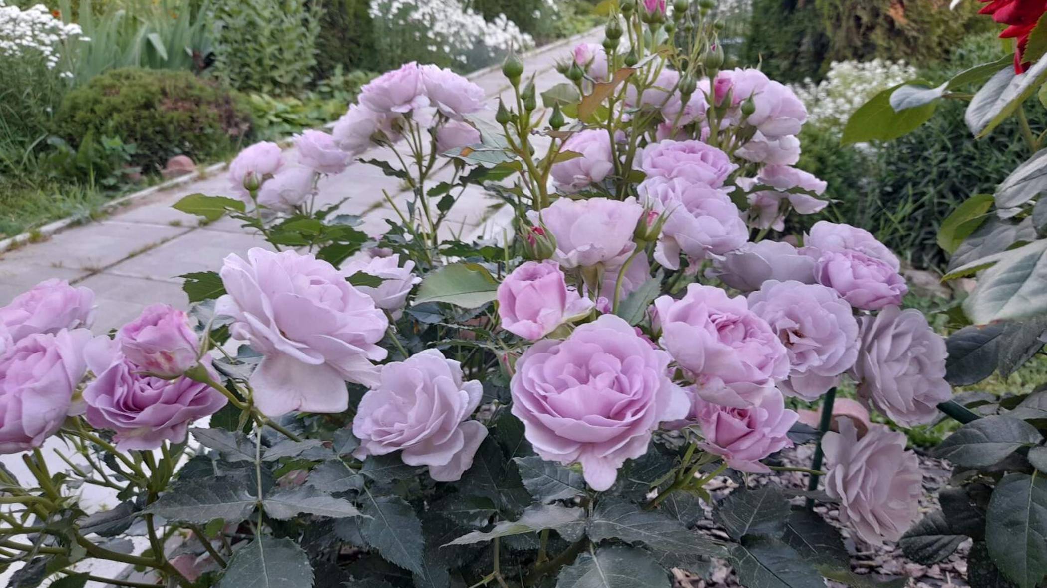 Цветут розы_ Абрахам Дерби, Парблю, Делия_, Крокус Роуз!🌹🥀🌹 Клумба с Безвременниками в саду. смотреть онлайн