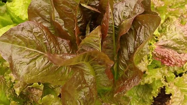 Let's Go Harvest Three Varieties of Lettuce! смотреть онлайн