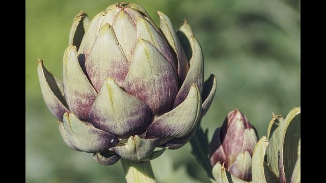 Артишок, основые его свойства для приминения смотреть онлайн