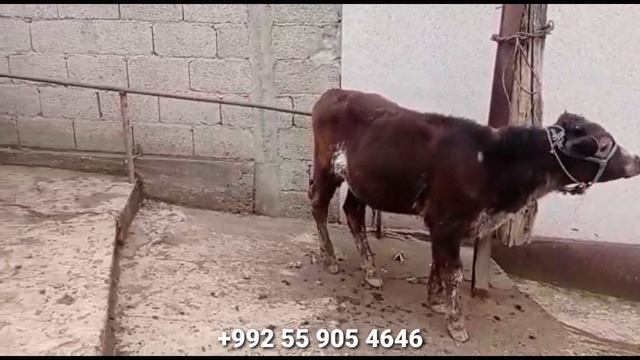 Гови Гусоладори Бақувват бо Буқачаи калон доставкаш ҳаст 18 февраля 2023 г. смотреть онлайн