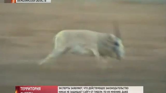 Действующее законодательство никак не защищает сайгу от гибели смотреть онлайн