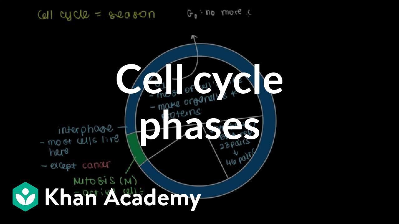 Cell cycle phases | Cells | MCAT | Khan Academy смотреть онлайн