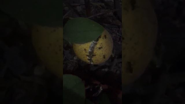 Hormigas1 смотреть онлайн