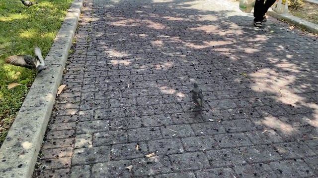 Нью-Йорк Влог. Жаркий Июль 2022. Почему не Брайтон. Трусы соседа. Год в офисе. Дни рождения друзей смотреть онлайн