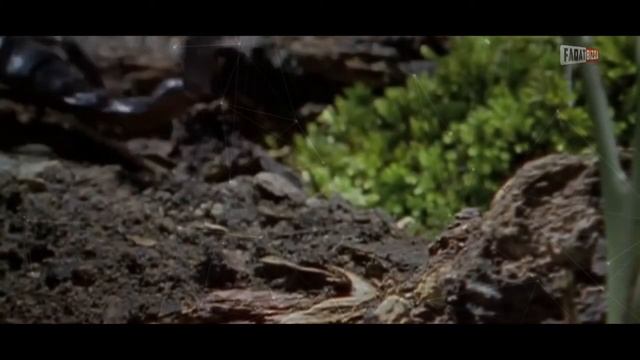 CHAYONLAR HAQIDA QIZIQARLI FAKTLAR