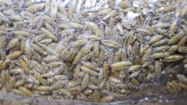 Quick Tips: Grain Spawn Too Wet смотреть онлайн