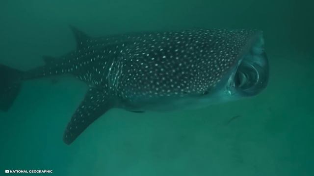 12 Rarest Shark Breeds You've Never Heard Off смотреть онлайн