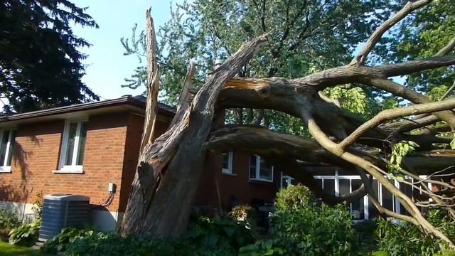 Jary porazeny Catalpa strom смотреть онлайн