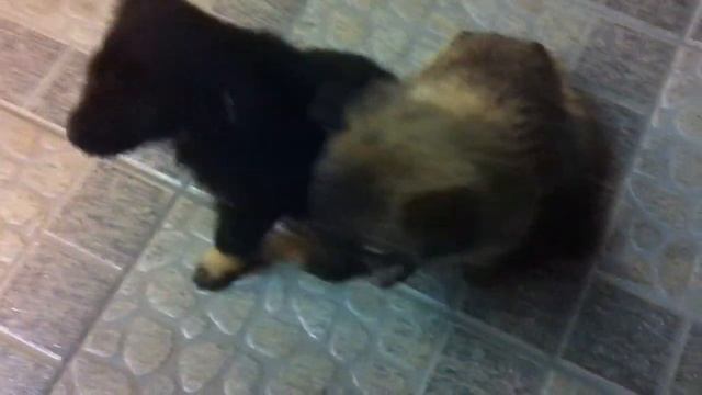 милые бездомные щенки (cute homeless puppies) смотреть онлайн