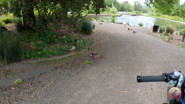 This duck got hiccups? смотреть онлайн