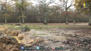 Охота на кабана!!!!