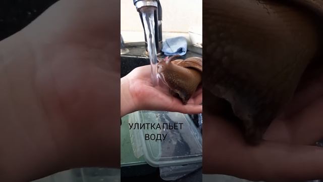 Улитка пьёт воду 🐌💧 смотреть онлайн