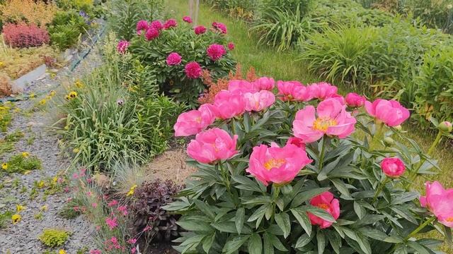 Пионы, обзор сортов🌸16.06.2024 смотреть онлайн