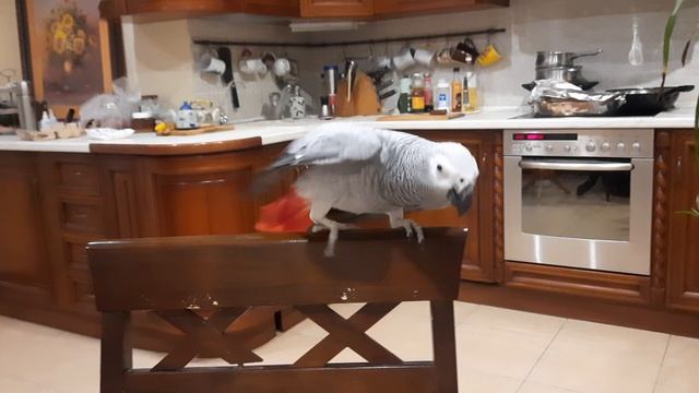 Попугай Жако Ники.mp4