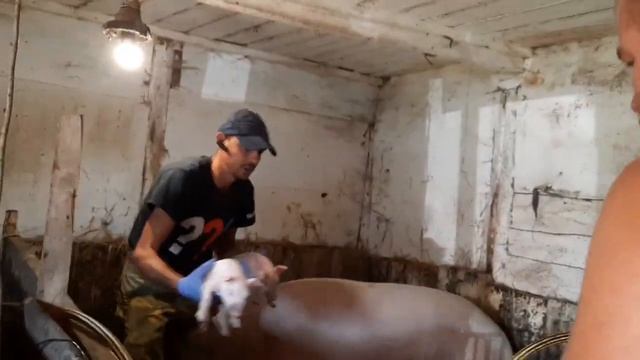 //Приречена на смерть від голоду родила,результати Свинячого приюта//Зуби,хвости,залізо і байкокс// смотреть онлайн