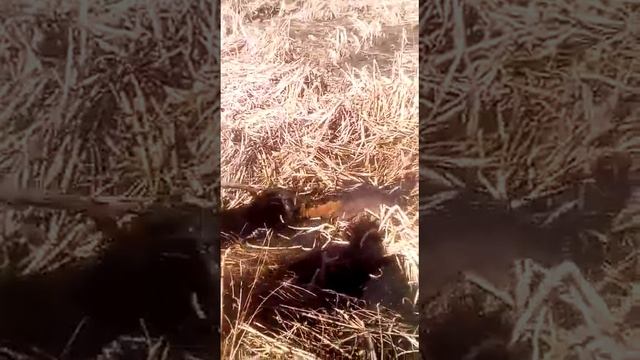 Смотрите как тонет теленок это видео мне преслал брат Рома. смотреть онлайн