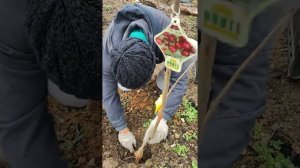 Посадка саженцев с неразвитой корневой системой в феврале