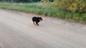 Немецкий Ягдтерьер | Природа