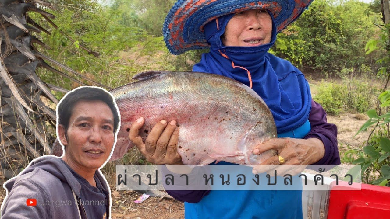 EP43 “ผ่าปลา”หนองปลาค้าว อำเภอวังยาง นครพนม.#จังวา|@jangwachannel смотреть онлайн