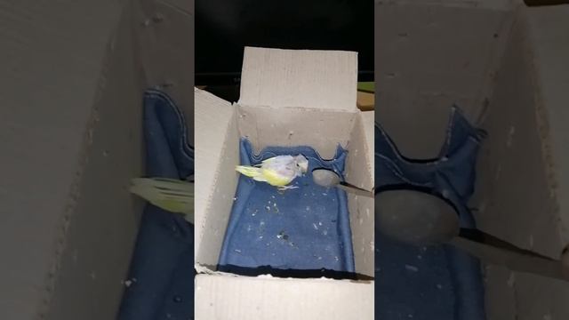 we are feeding cheeks first time😍😍😘😘😘❤️❤️🐦🐦🔝🔝🔝 смотреть онлайн