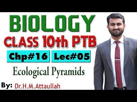 Ecological pyramids | Chapter # 16 | Biology Class 10th | Lec# 5 смотреть онлайн