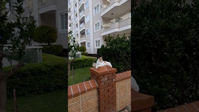 Котики в Махмутларе смотреть онлайн