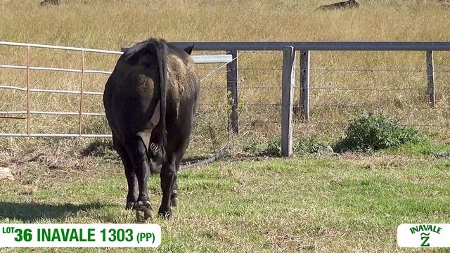 Lot 36 - INAVALE 1303 (PP) смотреть онлайн